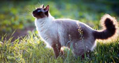 Cats to be tracked in new GPS study