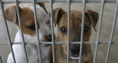Puppy trade calls rise by more than 30 per cent
