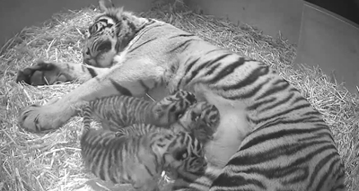 Trio of tiger cubs born at London Zoo