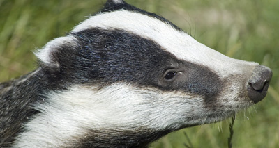 MPs vote against badger cull roll-out