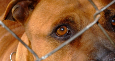 Changes to dangerous dog laws get royal assent