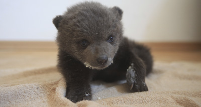 Bear cub kept illegally in Kosovo flat
