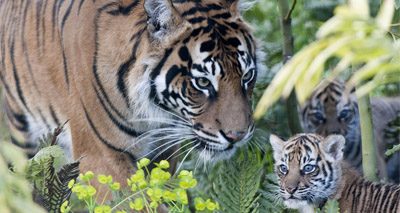 Rare tiger cubs make public debut