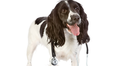 Hero dog saves choking owner