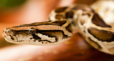 Snakes show "homing" senses