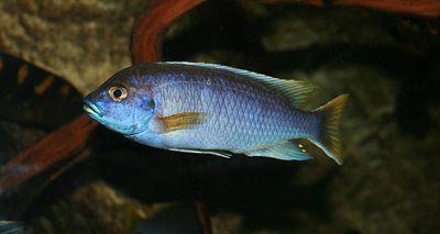 Competition for breeding leads to new species of fish