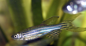 Virtual fish could reduce animal testing