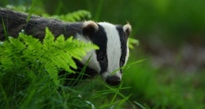 Badger cull roll-out to Dorset rumoured