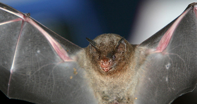 Artificial light on bats has  implications for rainforests