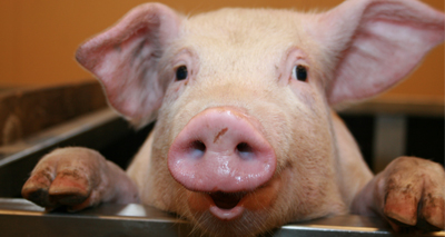 Biosecurity warning for pig farmers