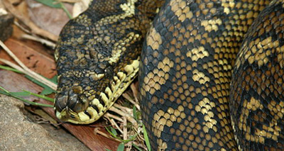 Snake eats crocodile