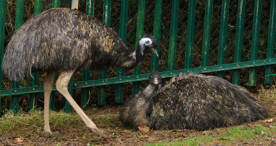 Emus make an historic return