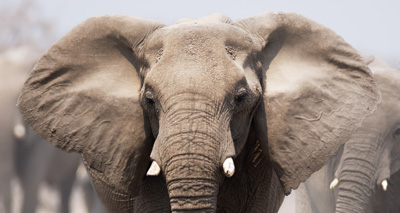 Elephants detect threats from humans through language