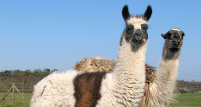 TB compensation for alpaca and llama farmers