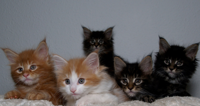 Cat "crisis" in UK