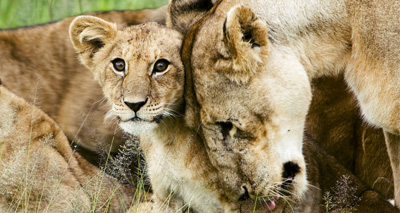 Protecting lions and livestock