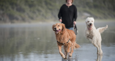 Britain's dog owners quizzed about walking habits