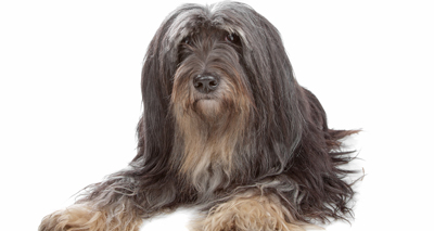 DNA tests approved for genetic eye condition in dogs