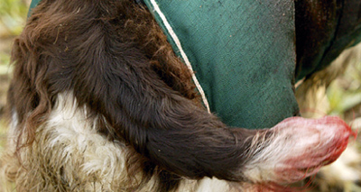 Tail docking ban could be lifted in Scotland