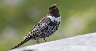 New research gives fresh hope to threatened bird