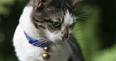 Study examines impact of cat containment on welfare