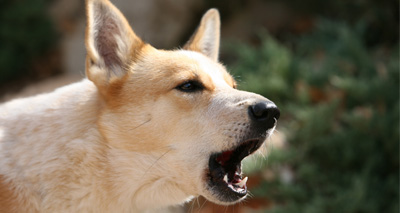 Dog summit hosted by Scottish Government