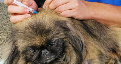 NOAH issues statement to clarify vaccination guidelines