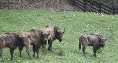 Scottish bison reintroduced to the wild