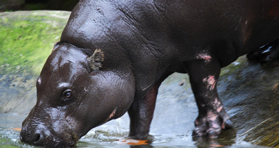 Pygmy hippos enjoy plush new pad