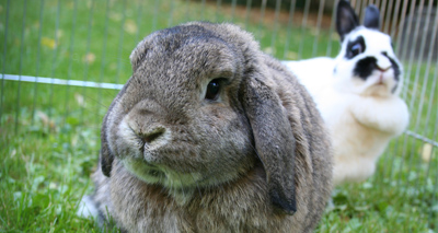 Rabbit treatments detailed in new veterinary manuals