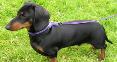Dog cloning condemned by BVA ahead of TV programme