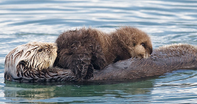 "Swine flu" found in sea otters