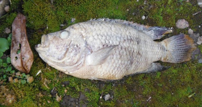 Piranhas block Shropshire sewer