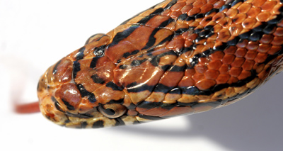 Worker finds five foot snake in van