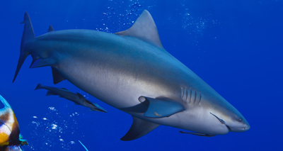 How sea snake wetsuits may prevent shark attacks