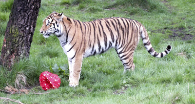 Stylish first birthday celebrations for tiger cubs