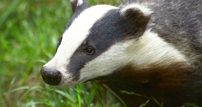 Defra trials gassing as a badger cull option
