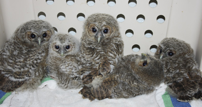 Wildlife centre inundated with young owls