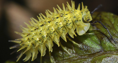 UK's Islands are home to over 1,500 exclusively "British" species