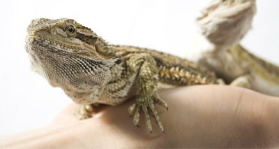 Pet reptiles may be "reservoirs" of Campylobacter