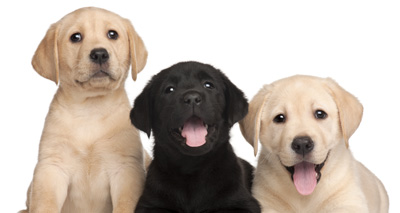 Guide dog puppies provide relief for stressed students
