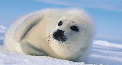 Ban on seal hunting products upheld
