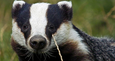 BVA "will not support" badger cull challenge