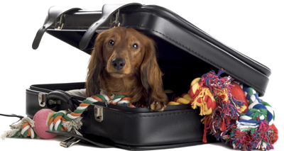 Pet travel rules set to change