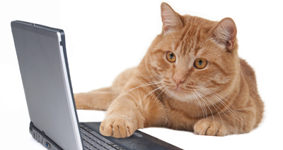Cat owners Skype their pets
