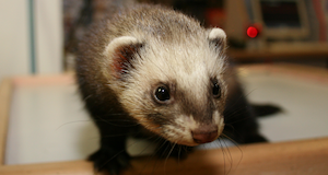 New York considers end to ferret ban