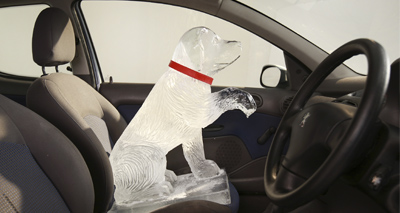 More than a quarter of owners leave their dog in the car