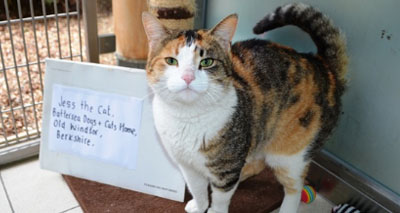 Battersea receives a special delivery