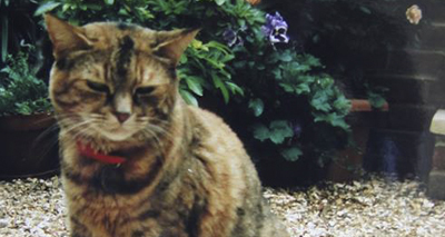 World's oldest cat dies aged 24