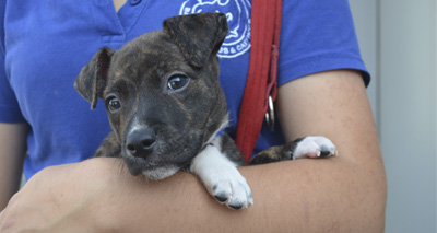Google Glass may be used in rescue centres
